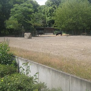 Berlin Tierpark - Zebu exhibit