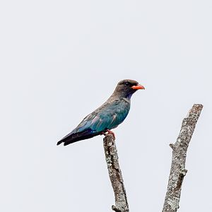 Oriental Dollarbird