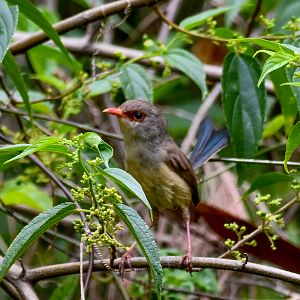 Variegated Fairywren