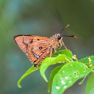 Splendid Orche, Trapezites symmomus