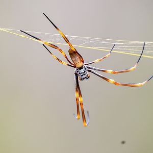 Humped Golden Orb-Weaver, Trichonephila plumipes