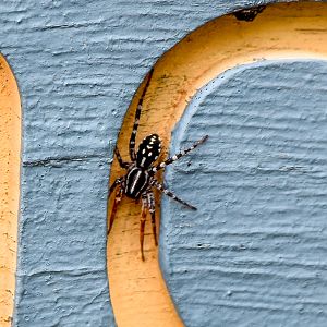 Spotted Ground Swift Spider, Nyssus coloripes