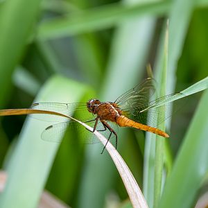 Red Arrow, Rhodothemis lieftincki