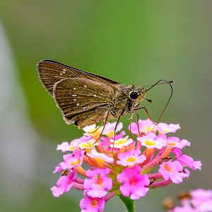Dingy Swift, Pelopidas agna