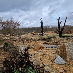 Savanna is coming very soon