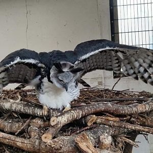 Harpy Eagle
