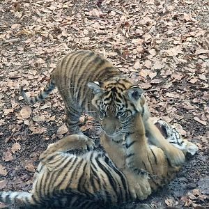 Sumatran tiger cubs