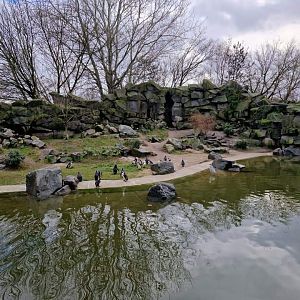 African penguin cost