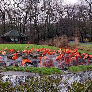 American and Chilean Flamingo