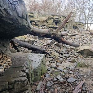 Snow Leopard, Hymalaya