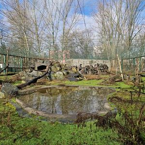 Sunda pig-tailed macaque exhibit