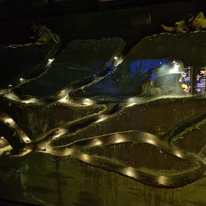 Ansell's mole-rat exhibit