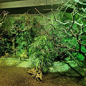 Bengal Slow Loris exhibit