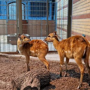 Sitatunga, Antelope House
