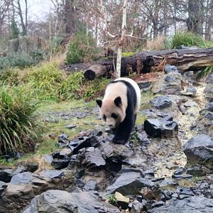 Giant Panda