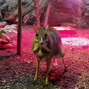 Javan Chevrotain