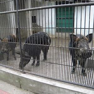 Wild Boar（Sus scrofa）