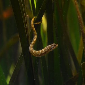 Largemouth kissing eelpout (Zoarchias glaber)
