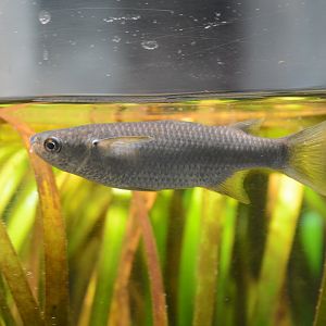 Hornlip mullet (Plicomugil labiosus)