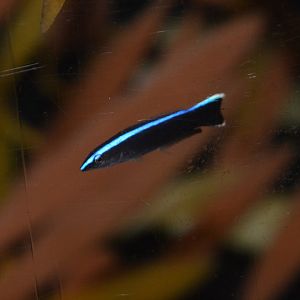 Bluestreak cleaner wrasse (Labroides dimidiatus) - juvenile