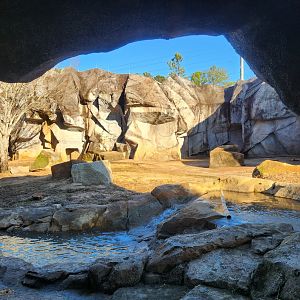 Riverbanks Zoo (2023) - Grizzly Bear enclosure