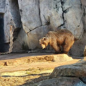Riverbanks Zoo (2023) - Grizzly Bear