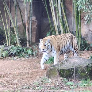 Riverbanks Zoo (2023) - Siberian Tiger
