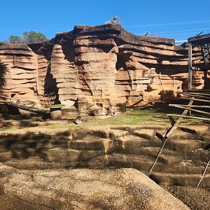 Riverbanks Zoo (2023) - Baboon enclosure