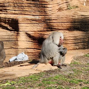 Riverbanks Zoo (2023) - Hamadryas Baboon
