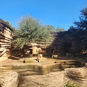 Riverbanks Zoo (2023) - Lion enclosure