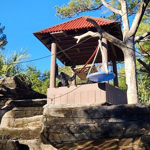 Riverbanks Zoo (2023) - Siamang