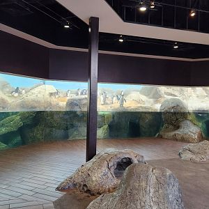 Riverbanks Zoo (2023) - Penguin exhibit (Birdhouse)