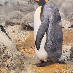 Riverbanks Zoo (2023) - King Penguin