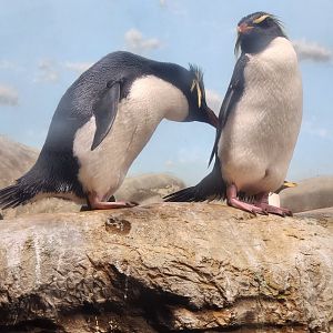 Riverbanks Zoo (2023) - Southern Rockhopper Penguins