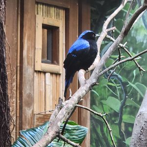 Riverbanks Zoo (2023) - Fairy Bluebird