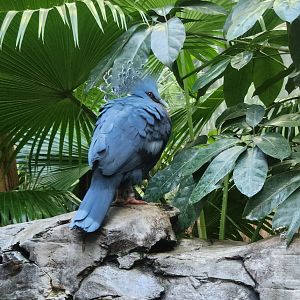 Riverbanks Zoo (2023) - Victoria Crowned Pigeon