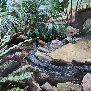 Riverbanks Zoo (2023) - Scarlet-faced Liocichla + exhibit