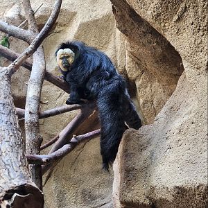 Riverbanks Zoo (2023) - Yellow-faced Saki