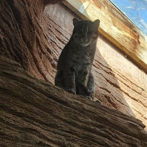 Riverbanks Zoo (2023) - Fishing Cat