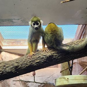 Riverbanks Zoo (2023) - Common Squirrel Monkey