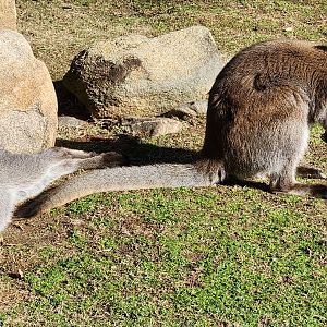 Riverbanks Zoo (2023) - Red-necked Wallaby