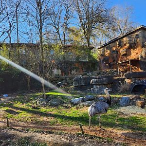 Greenville Zoo (2023) - Pampas exhibit