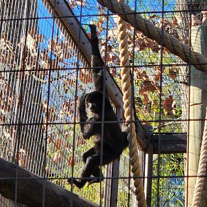 Greenville Zoo (2023) - Black-headed Spider Monkey