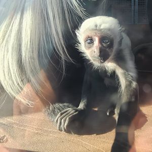 Greenville Zoo (2023) - Baby Colobus Monkey