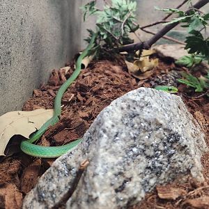 Greenville Zoo (2023) - Rough Green Snake