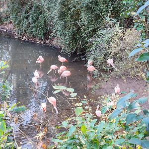 Greenville Zoo (2023) - Flamingo pond