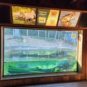 Greenville Zoo (2023) - Alligator exhibit