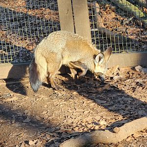 Greenville Zoo (2023) - Bat-eared Fox