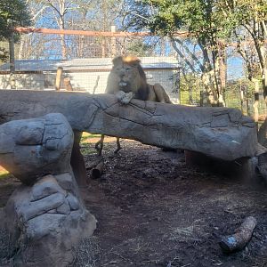 Greenville Zoo (2023) -Lion + exhibit