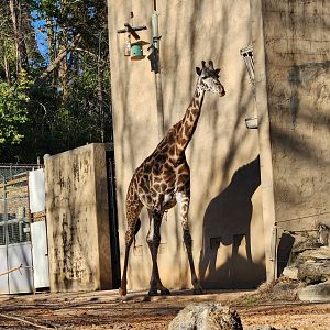 Greenville Zoo (2023) - Masai Giraffe